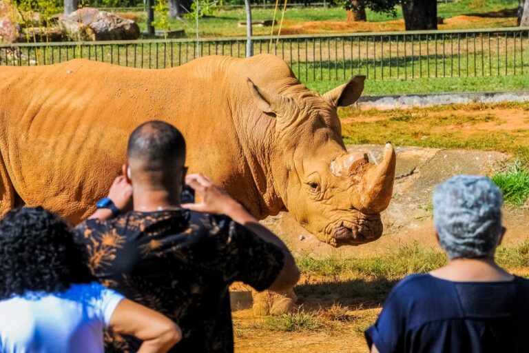 Domingo Diversificado: Esporte, Cinema, Arte e Literatura em Brasília Imagem do artigo
