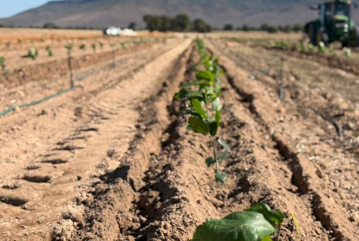 Cacau de Rondônia: Nova Fronteira Produtiva e Estudos em Irrigação de Precisão Imagem do artigo