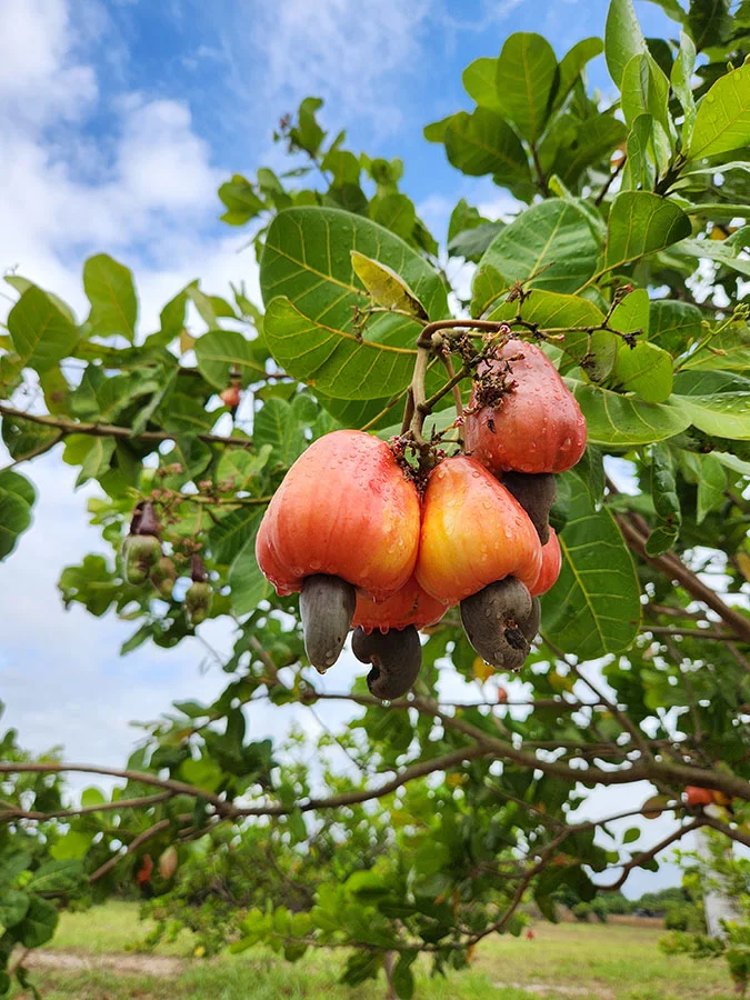 Cajucultura Avança com Novo Clone BRS 805: Esperança para o Nordeste Cajucultura Avança com Novo Clone BRS 805: Esperança para o Nordeste