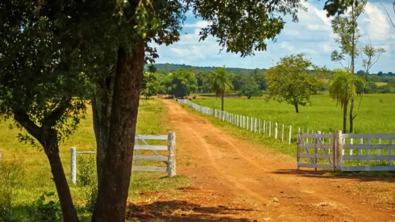 Recuperação Judicial no Agronegócio: Desafios e Perspectivas para 2025