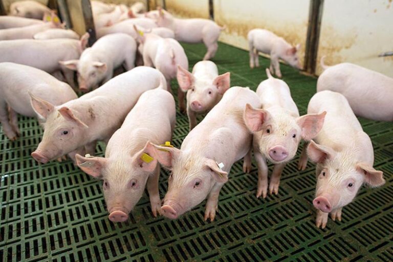 Suinocultura: Expectativas de Crescimento em 2026 após um 2025 Promissor
