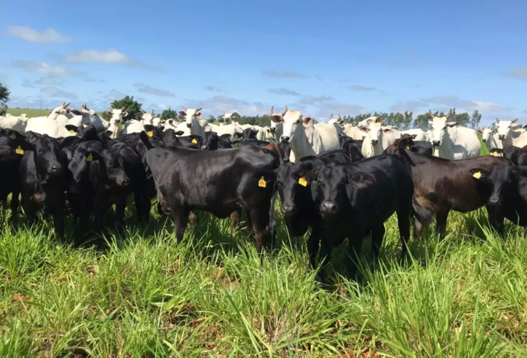 Agronegócio: 2026 Será o Ano da Cria? Descubra o Potencial Protagonista