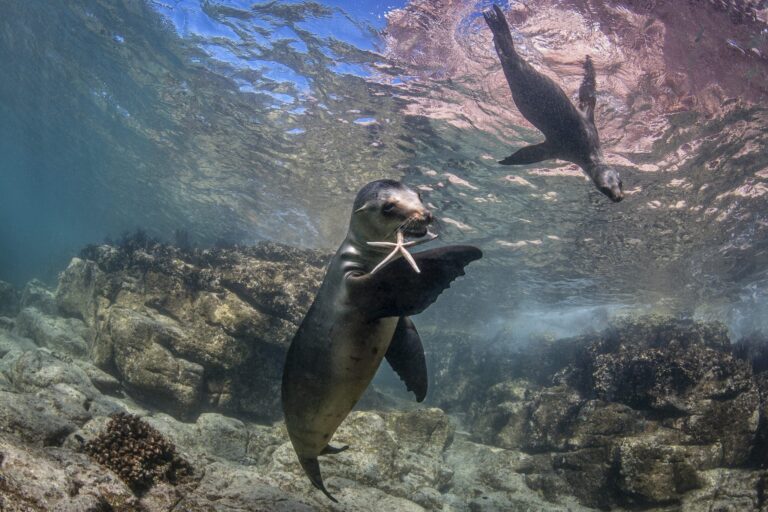 Crescimento do Turismo de Mergulho: Expectativa de US$ 8,8 Bilhões até 2030