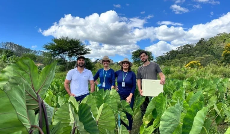 Incaper Lança Variedades de Inhame Adaptadas ao Espírito Santo Incaper Lança Variedades de Inhame Adaptadas ao Espírito Santo