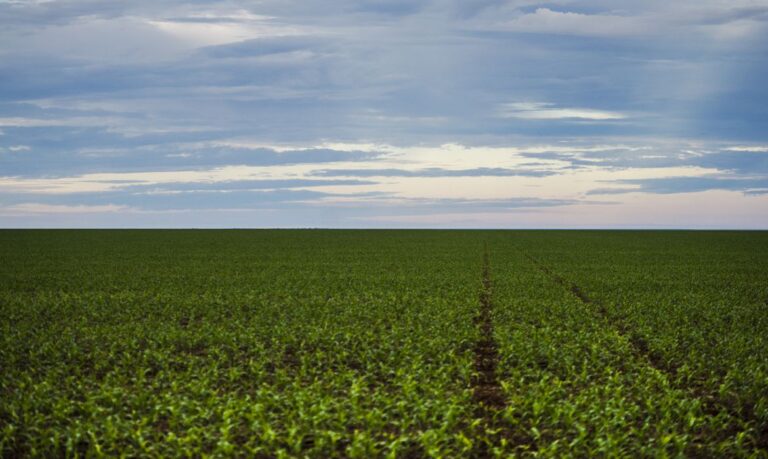 O Futuro do Agronegócio Latino-Americano: Adaptando-se às Novas Regras Globais