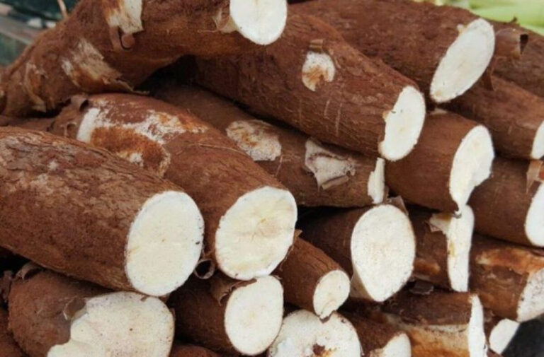 Oferta de Mandioca em Alta Pressiona Rentabilidade do Setor em 2025