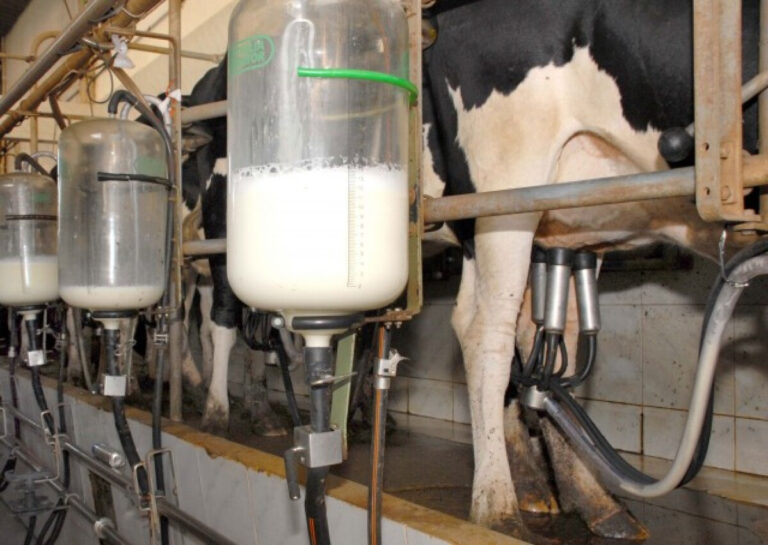 Pecuária Leiteira: Desafios e Cautela Até 2026