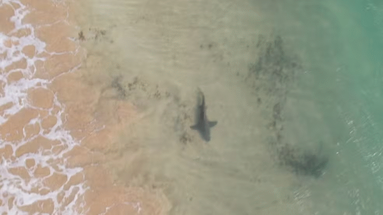 Pernambuco Retoma Monitoramento de Tubarões com Microchips e Investe Mais de R$ 1 Milhão