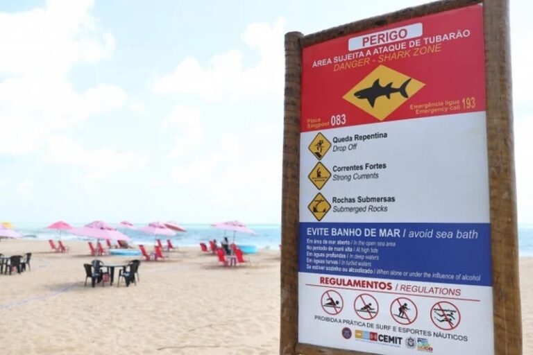 Pernambuco Retoma Monitoramento de Tubarões na RMR Após Mais de Uma Década de Paralisação