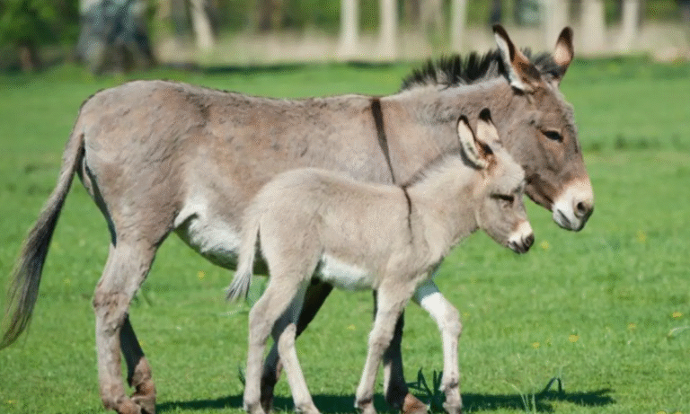 Pesquisa da UFPR Inova e Pode Salvar Jumentos da Extinção Pesquisa da UFPR Inova e Pode Salvar Jumentos da Extinção
