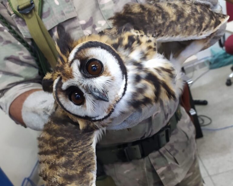 Prefeitura de Quatis Resgata e Liberta Mais de 20 Espécies de Animais Silvestres em 2025 Prefeitura de Quatis Resgata e Liberta Mais de 20 Espécies de Animais Silvestres em 2025