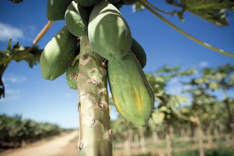 Queda nos Preços do Mamão no Espírito Santo e na Bahia: Aumento da Oferta e Doenças Fúngicas Acelera