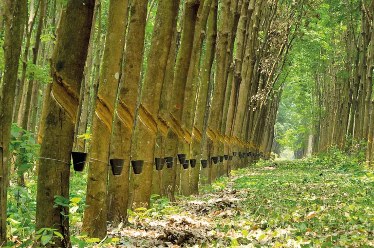 Setor de Borracha Enfrenta Desafios na Safra 2025-2026