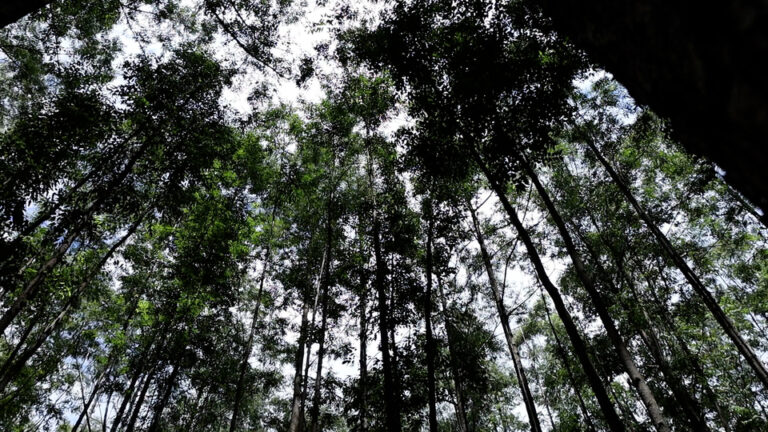 Silvicultura: O Poder das Florestas Plantadas na Agroindústria Brasileira