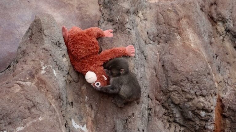 Desafio Visual do Macaco Punch: Você Consegue Encontrá-lo entre os Pelúcias?