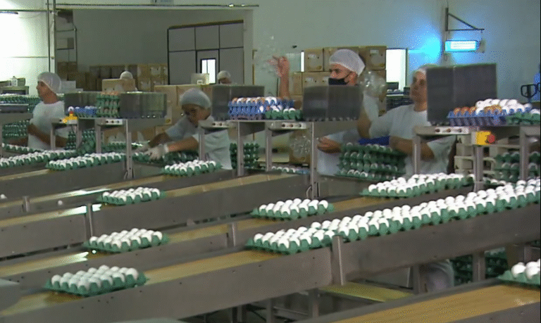 Pernambuco Começa Exportação de Ovos para a África: Entenda o Impacto