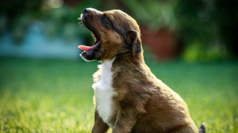 Prefeitura do Recife e MARS firmam aliança para aumentar adoções de filhotes