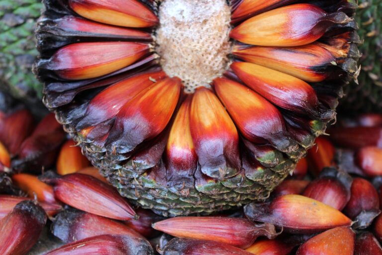 Da Tradição Indígena à Alta Gastronomia: O Pinhão como Símbolo de Cunha