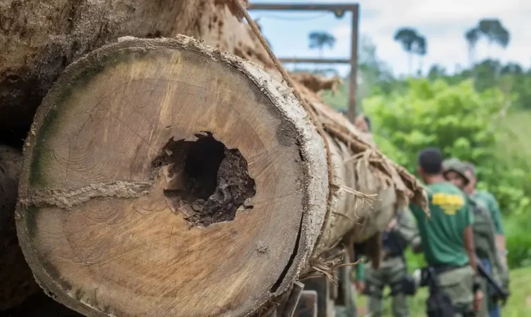 Desmatamento no Brasil: Soluções Existentes e a Falta de Vontade Política