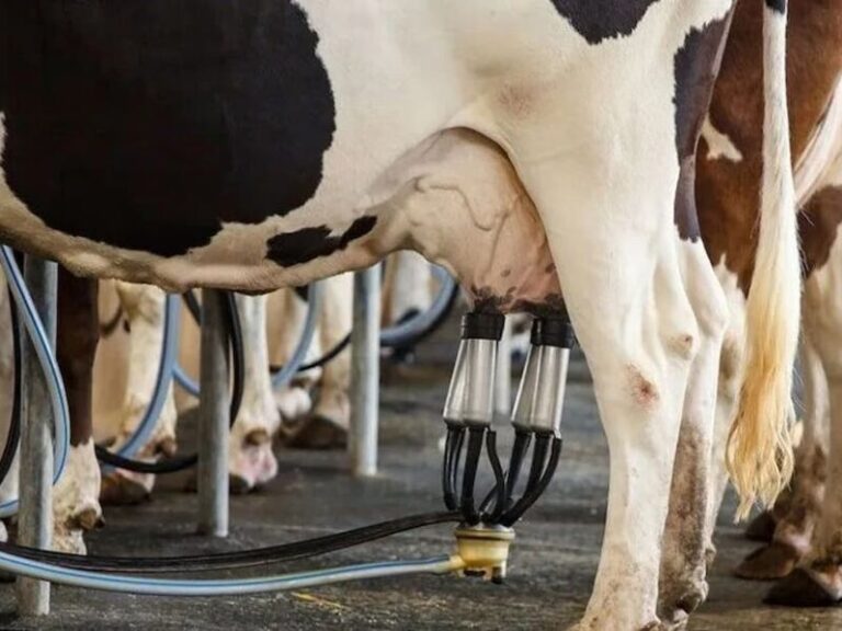 Governo Anuncia Investimentos Significativos na Cadeia Leiteira da Agricultura Familiar