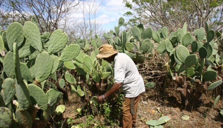 Manejo da Palma Forrageira: A Resiliência da Maria Bonita no Semiárido