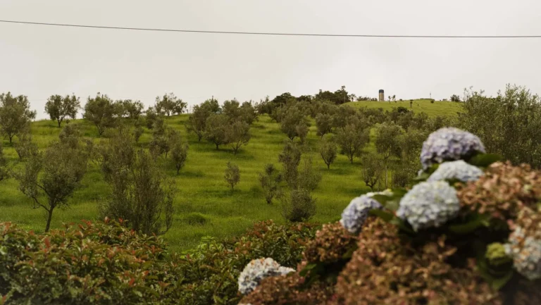 Olivoturismo: Como as Oliveiras Transformam o Turismo no Sul de Minas