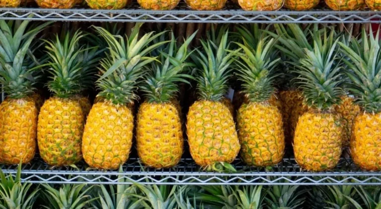 Pombos: A Capital do Abacaxi e Seu Papel na Economia de Pernambuco