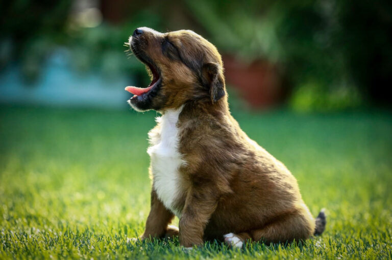 Programa Adota PET Recife: Mais Cidadãos Podem Doar Filhotes e Aumentar Adoções Responsáveis