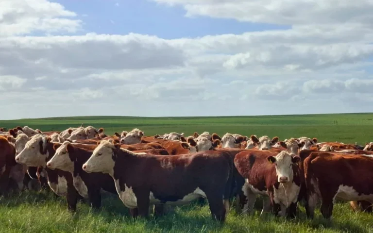 Remate Virtual Especial do Produtor de SLS: Catálogo Digital Disponível no YouTube