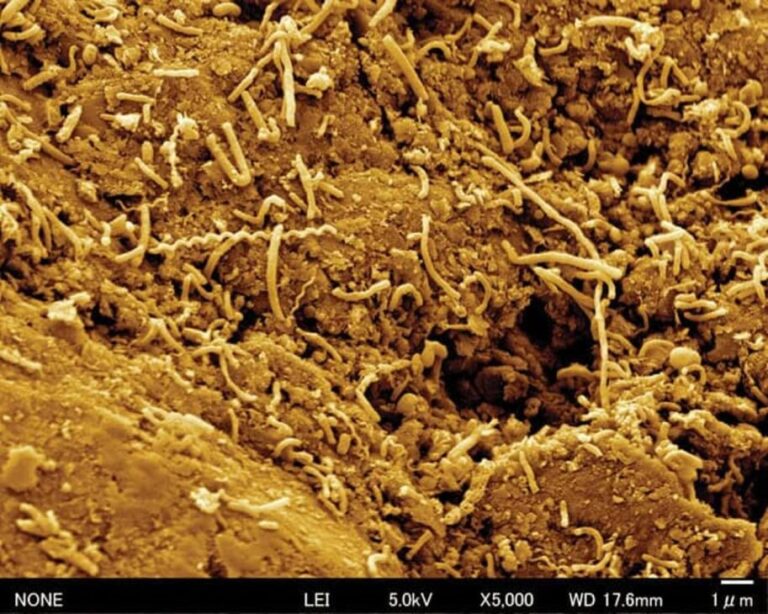 Terremotos Gigantes e a Bomba Tectônica: Reativando Micróbios Antigos nas Profundezas do Oceano