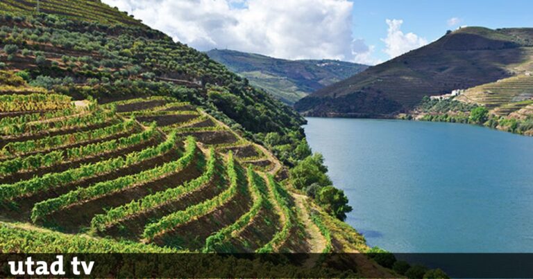 UTAD Lança Projeto Inovador para Sustentabilidade na Viticultura do Norte
