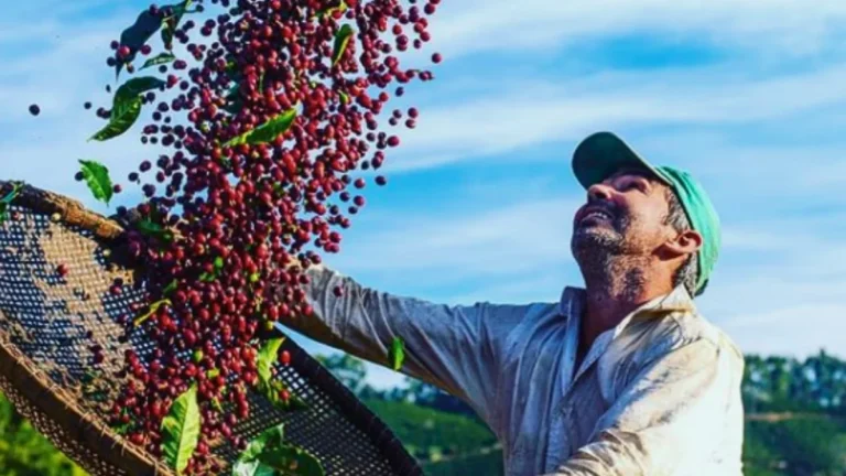 Fazenda Paulista Lança Café Especial Inspirado na Copa do Mundo e Amplia Presença Global
