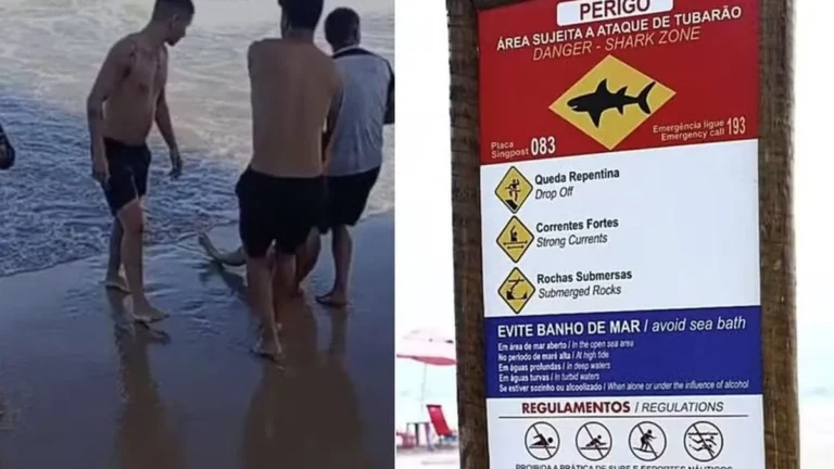 Vítimas de ataques de tubarão em Recife recebem alta da UTI e seguem tratamento