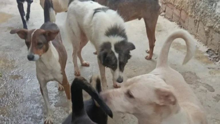 Entre latidos e miados, 190 animais ganham nova chance no Mundo do Marley
