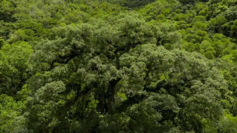 Paradoxo Ambiental em Pernambuco: Sustentabilidade no Discurso e Supressão no Território