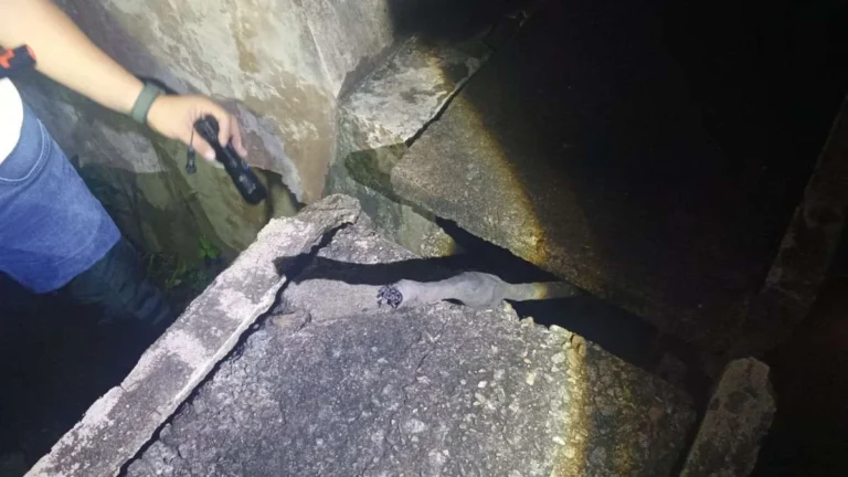 Paralisação na Linha Centro do Metrô do Recife: Furto de Cabo Causa Interrupção Paralisação na Linha Centro do Metrô do Recife: Furto de Cabo Causa Interrupção